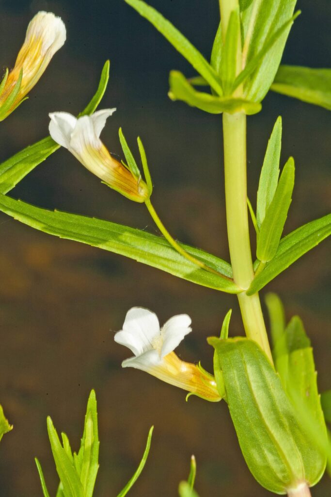 Zeldzame inheemse waterplanten zijn niet duur 3