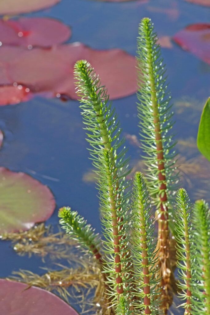 Zeldzame inheemse waterplanten zijn niet duur 1