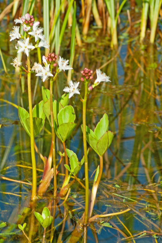 Zeldzame inheemse waterplanten zijn niet duur 2