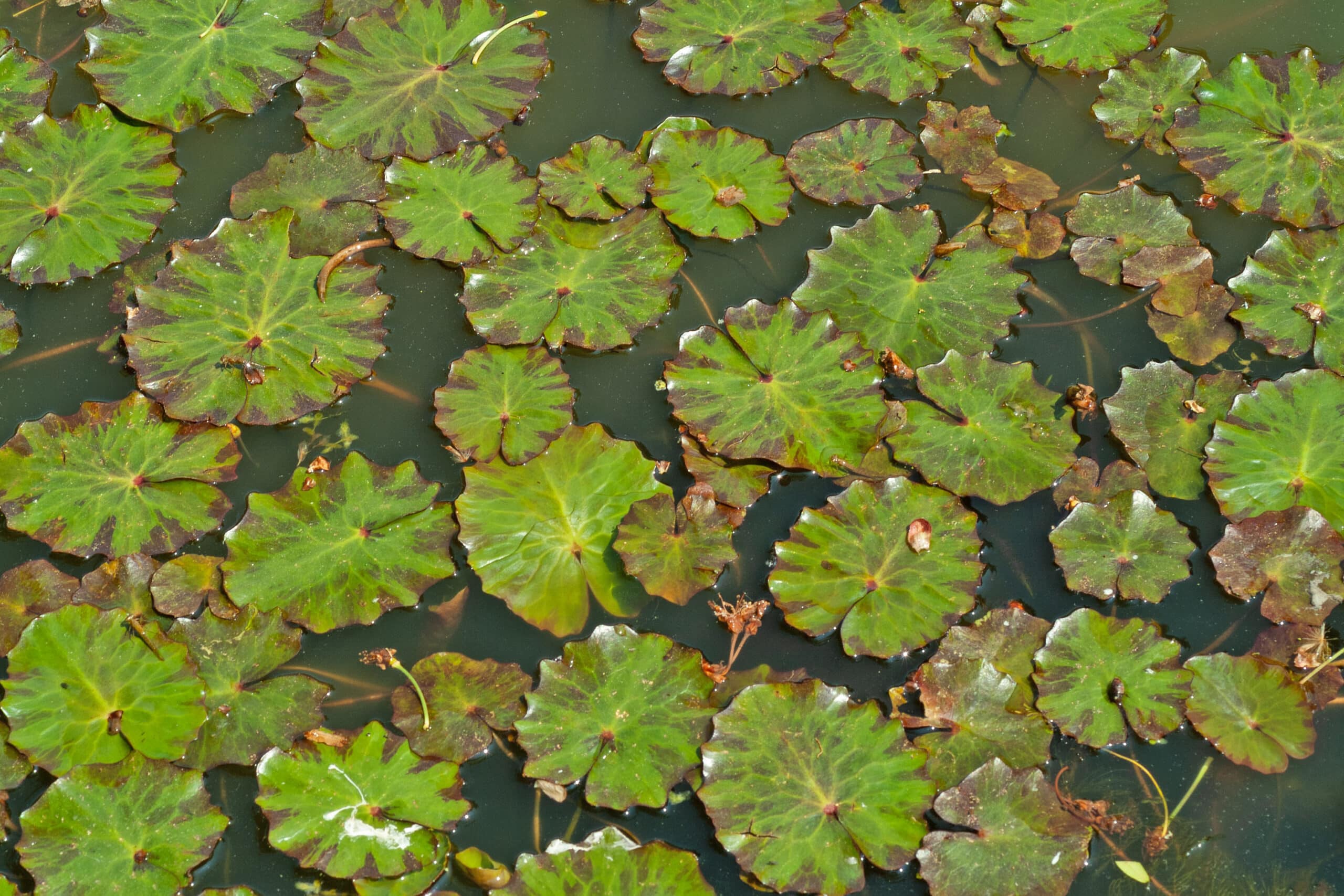 Zeldzame inheemse waterplanten zijn niet duur 10