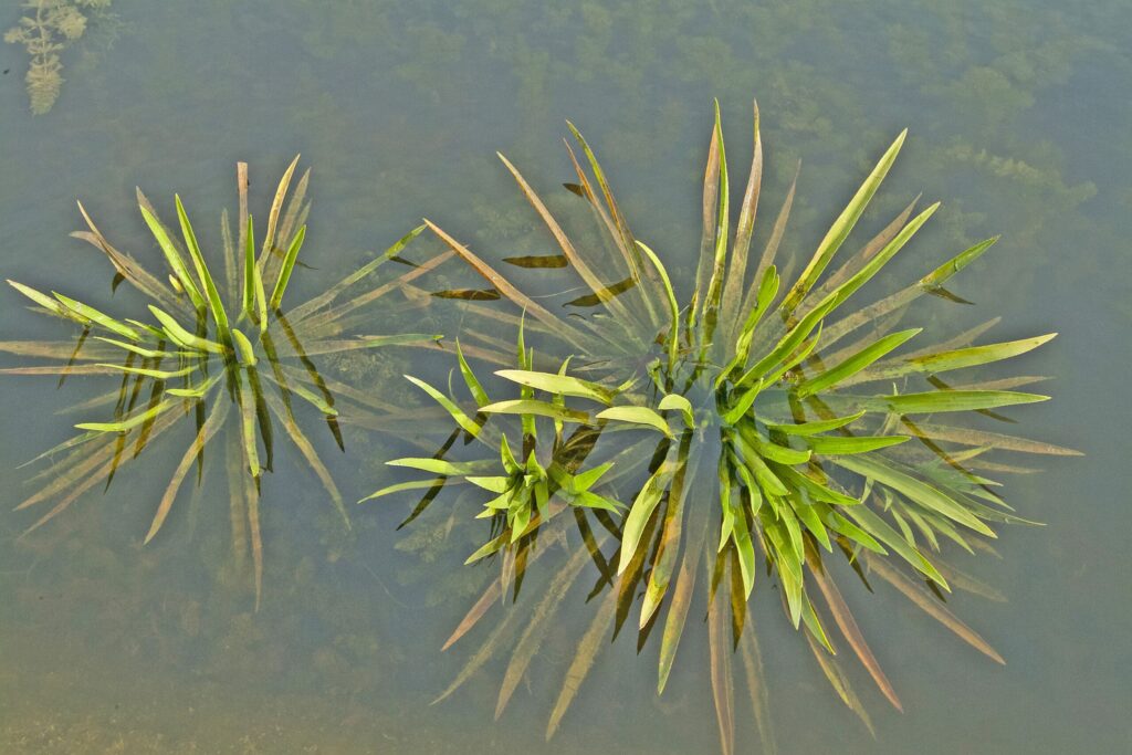 Zeldzame inheemse waterplanten zijn niet duur 6