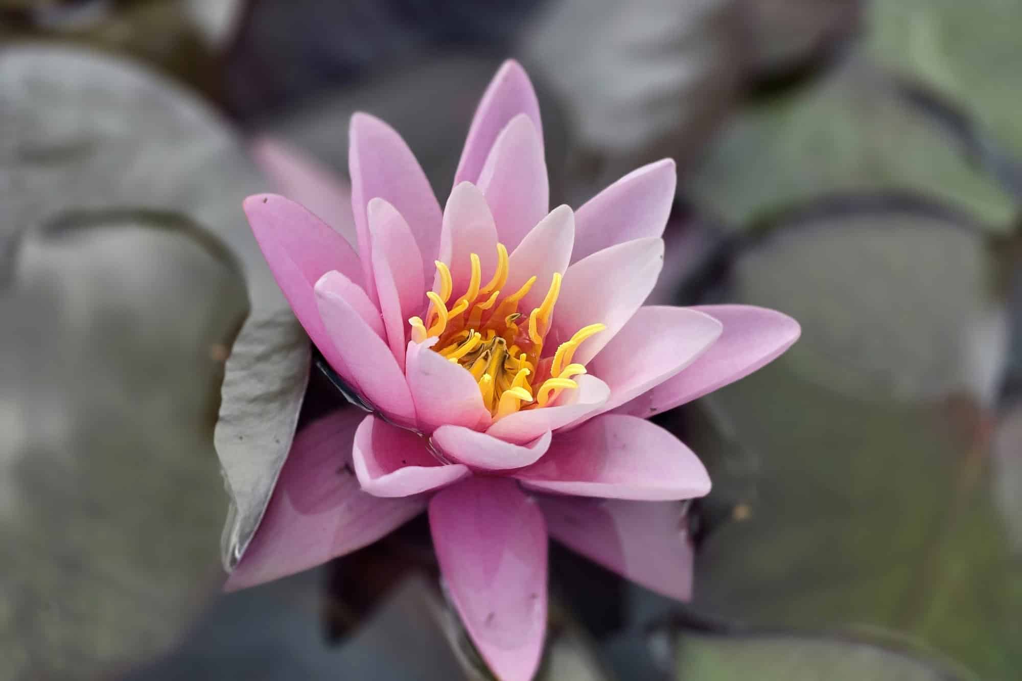 Waterplanten voor elke vijver: advies van Schuurmans & Co in Hechtel-Eksel 2